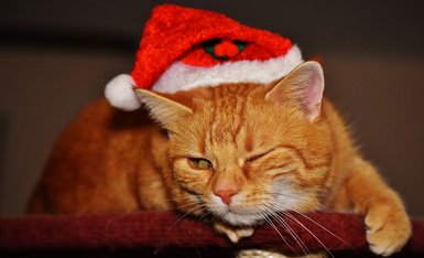 entspannte Katze mit Weihnachtsmütze